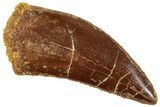 Serrated, Raptor Tooth - Real Dinosaur Tooth #265551-1